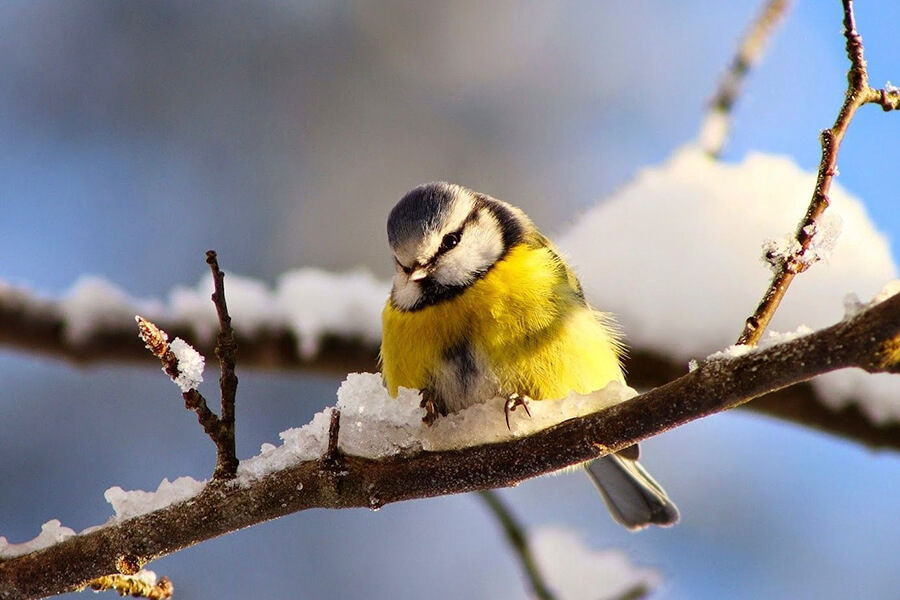 птичка на ветке зимой 