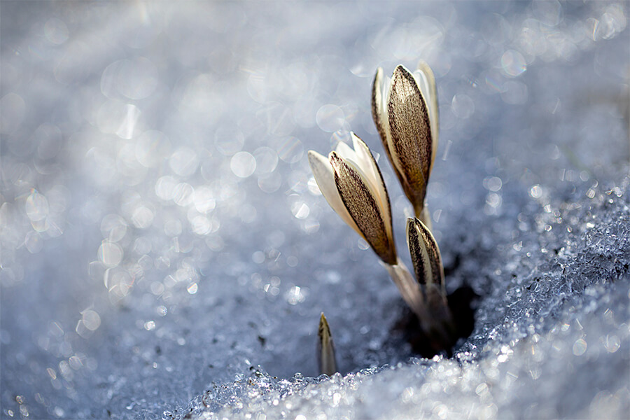 цветок пробивается сквозь снег