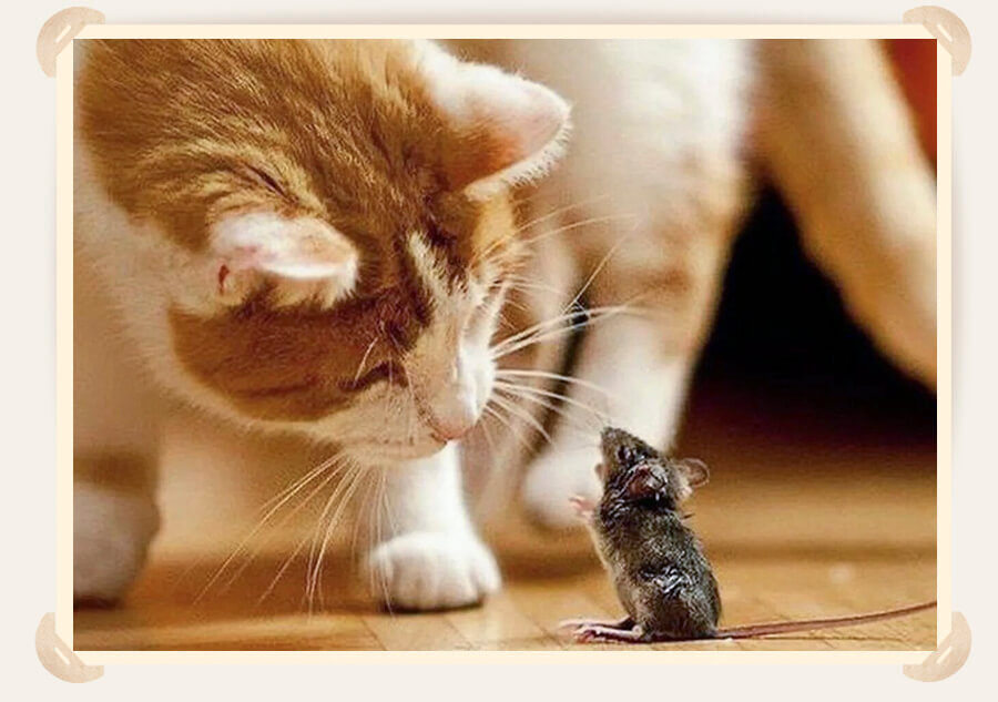 кошка и мышонок