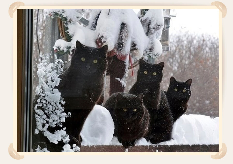 черные коты