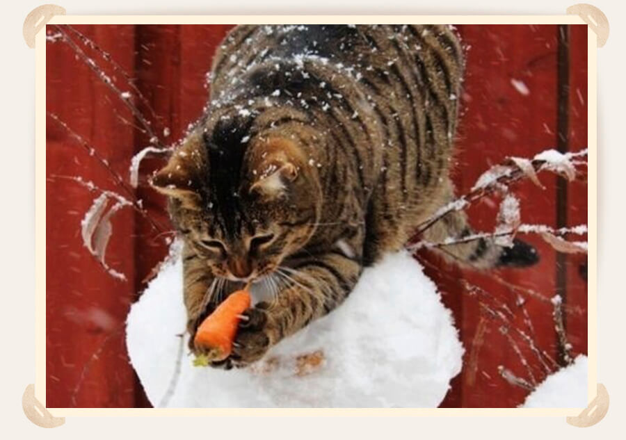 кот играет с морковкой