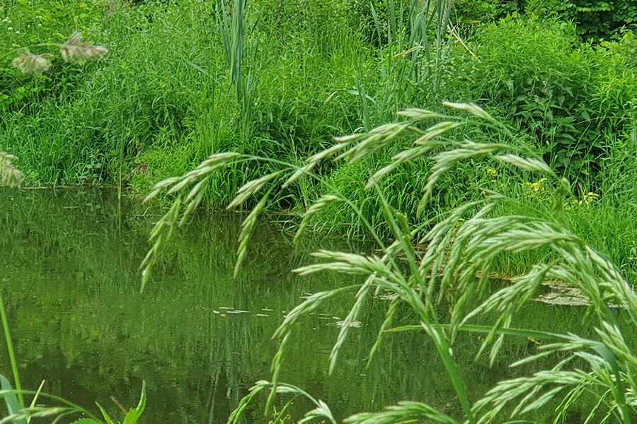 тарва вокруг водоема