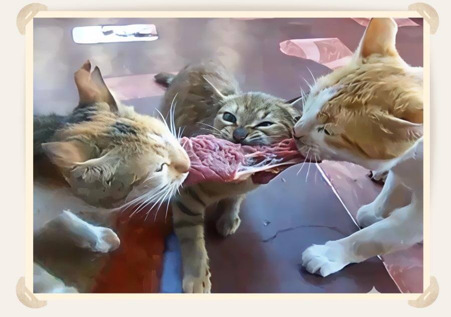 голодные коты