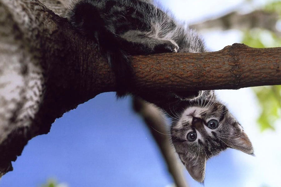 котенок