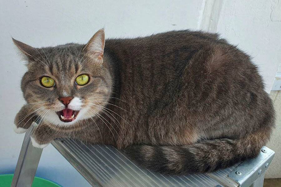 мау