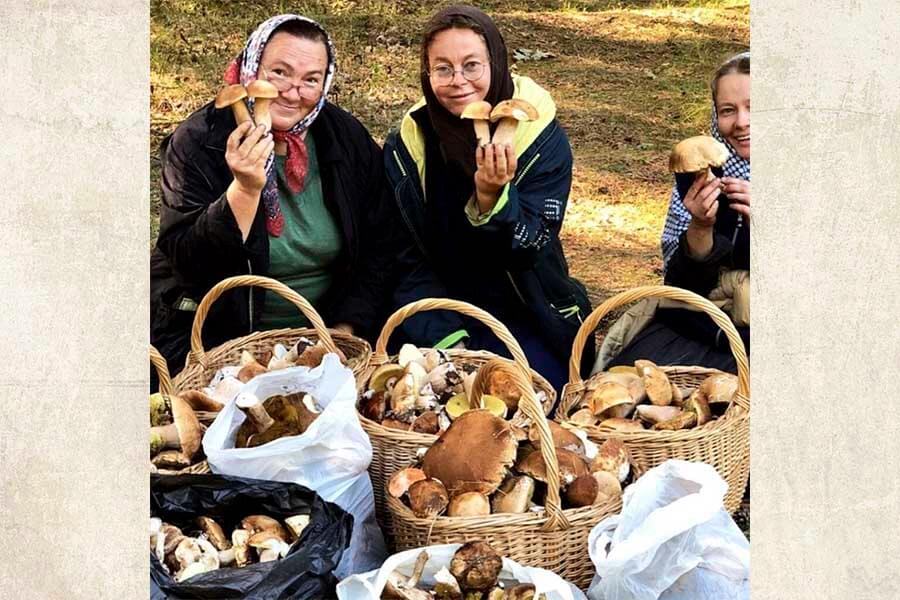 множество грибов
