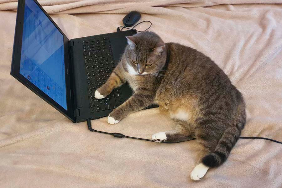 кот лежит на ноутбуке
