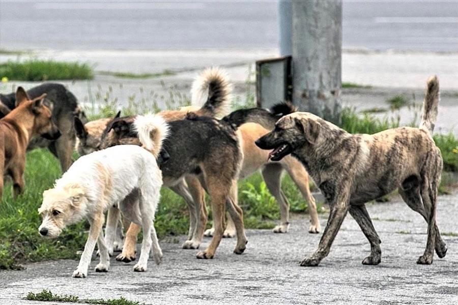 стая собак