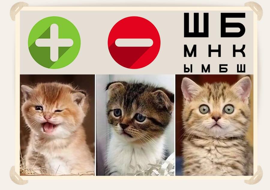 коты