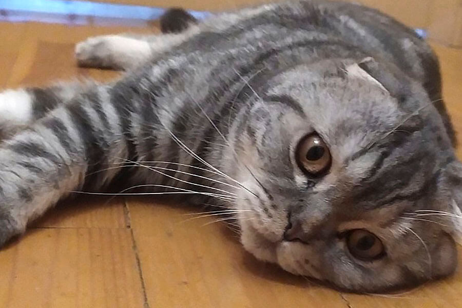 вальяжная кошка