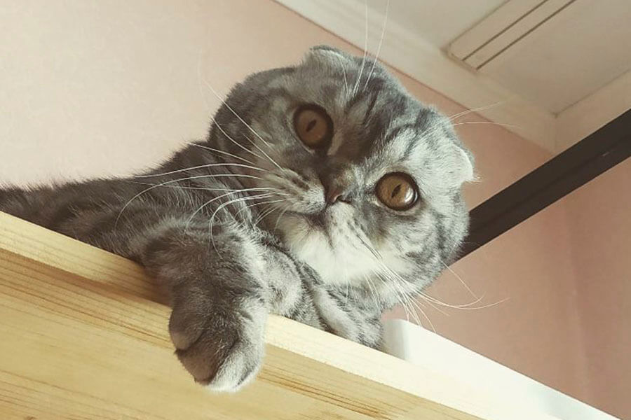 кошачий взгляд