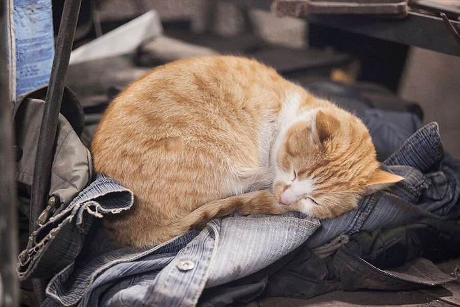 кошка