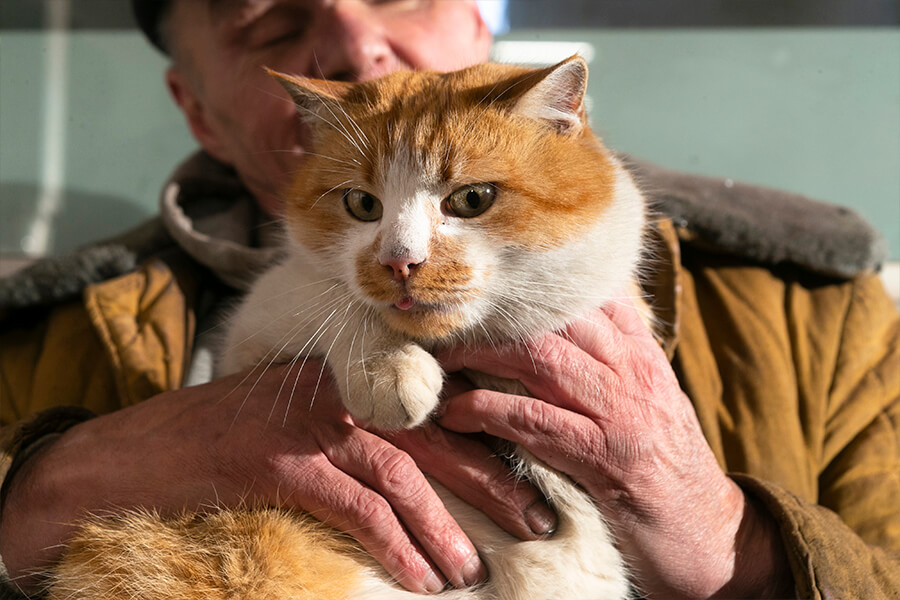 кот