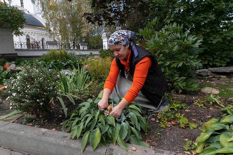 уход за растениями