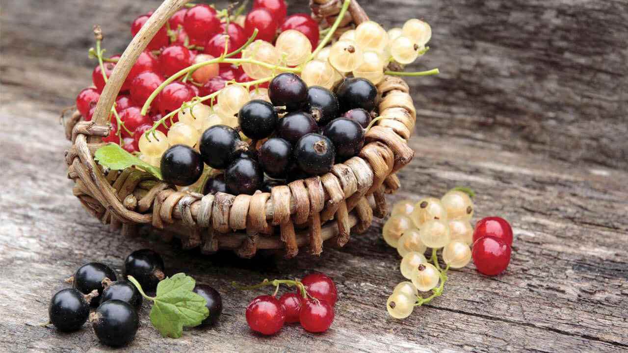 рецепты заготовок из смородины на зиму