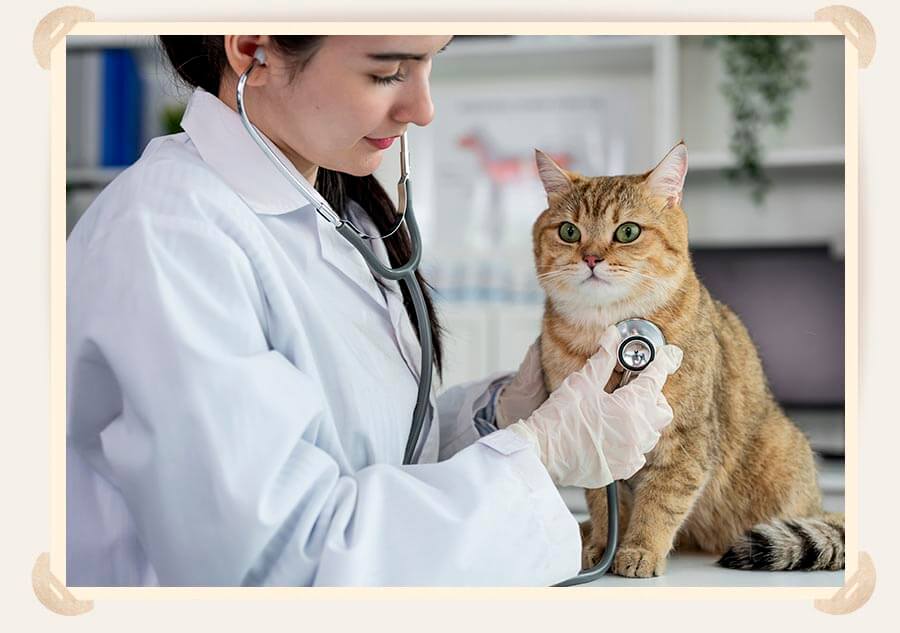 ветеринар осматривает кота