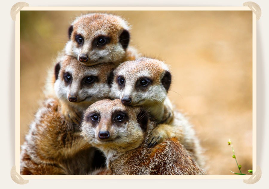 группа суррикатов