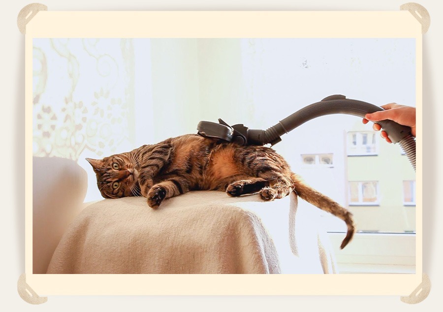 чистка кошки