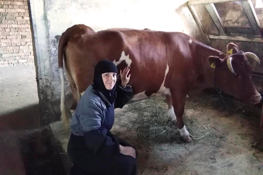 монахиня и корова 