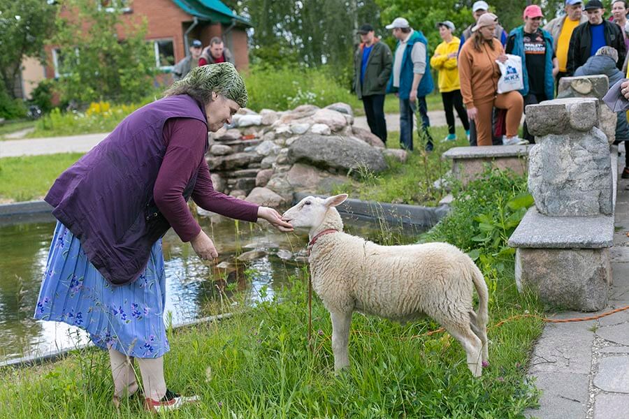 овечка ест с рук