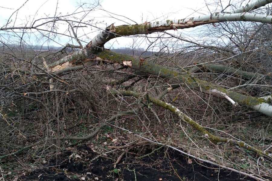 погибшие деревья