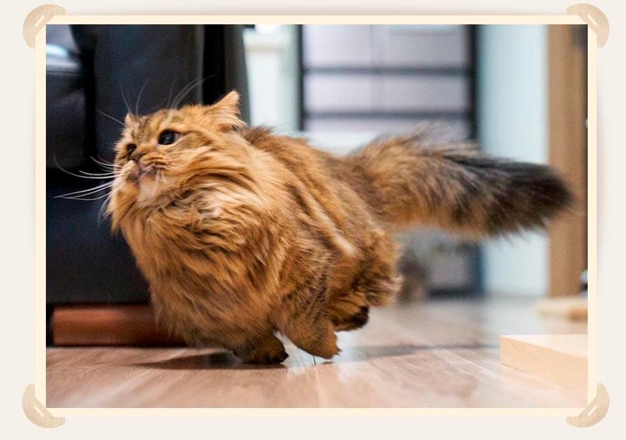 кошка
