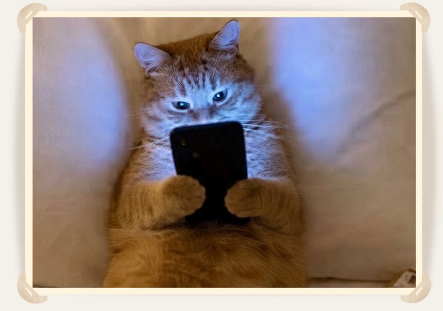 кот в телефоне 