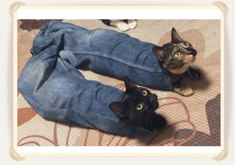 коты в штанах 