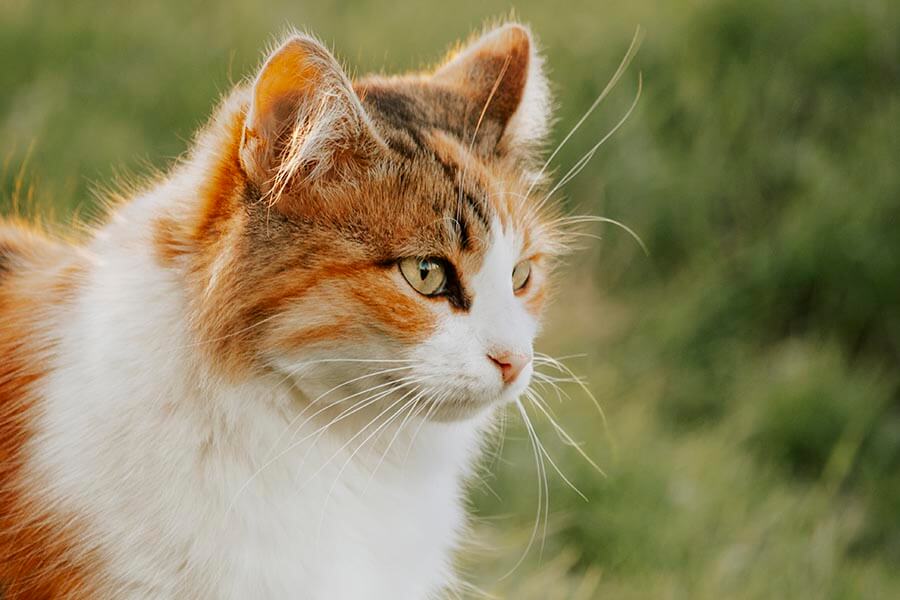 кошка