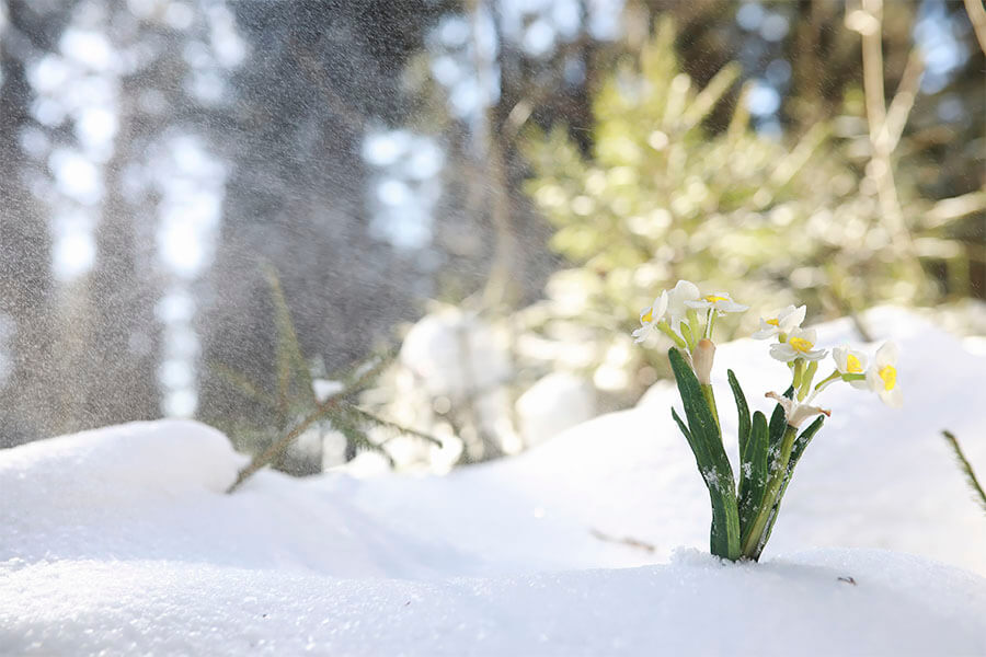 цветы в снегу 