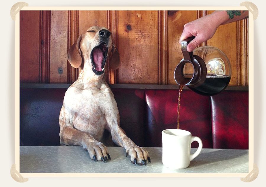 собака за столом