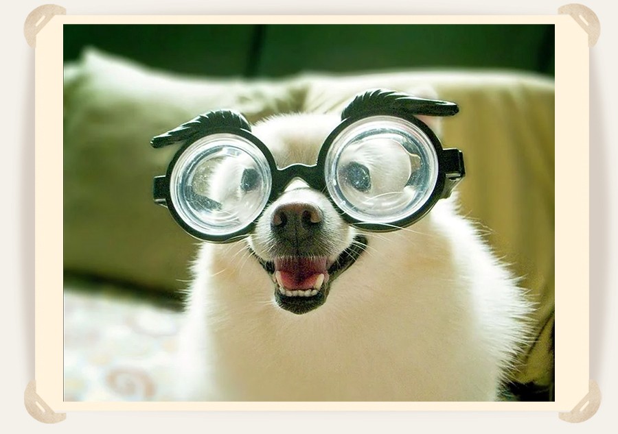 собака в очках