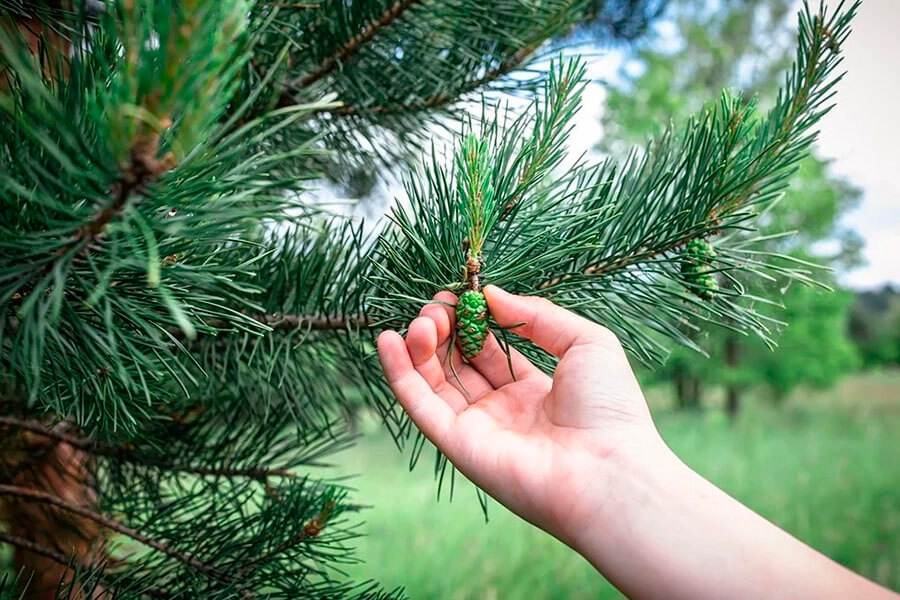 собр молодых сосновых шишек