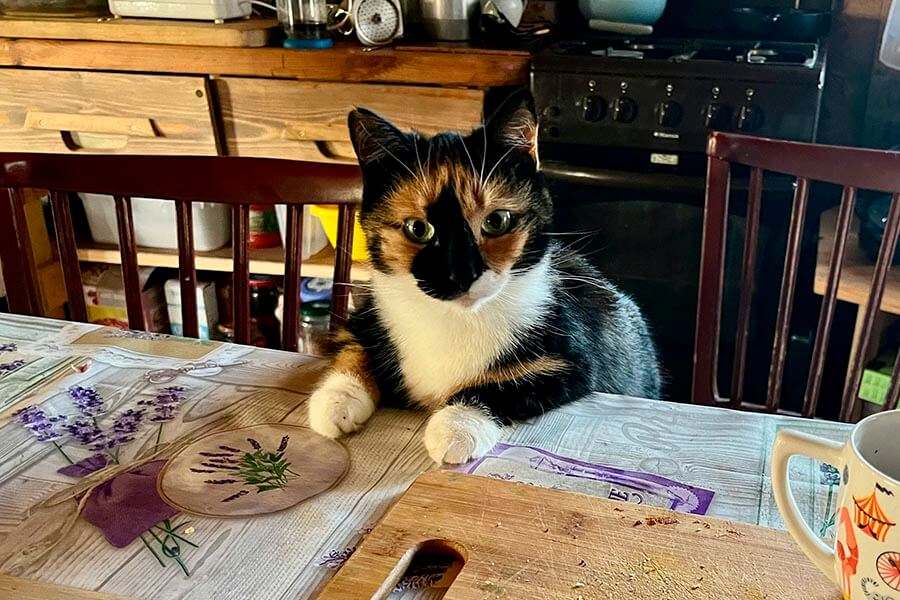 кот