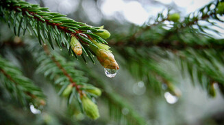 Из жизни елки