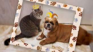 Марсик и Мурка