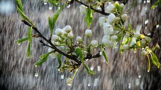 «Последняя туча рассеянной бури!..»