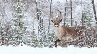 «О, дай мне, Боже, вдохновенье…»
