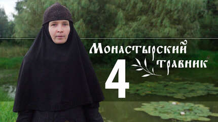 Монастырский травник: клюква, сабельник, багульник. Полезное вокруг нас