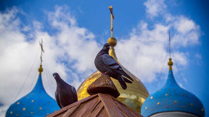 Добрая воля
